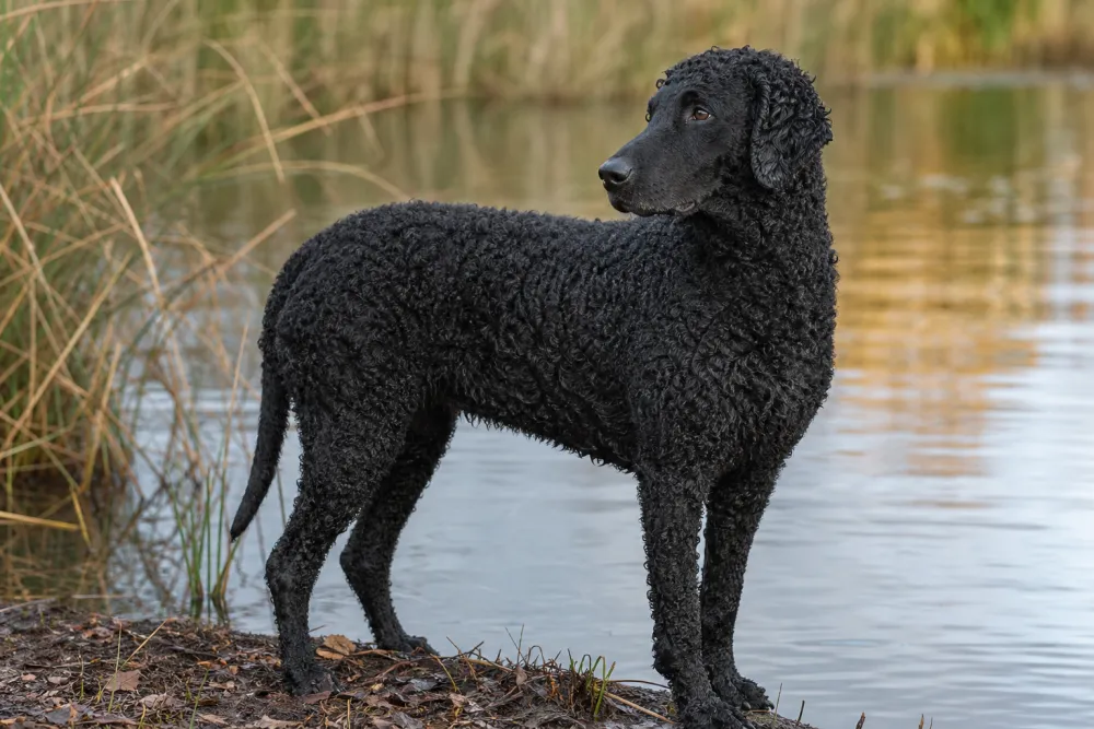 Curly-Coated Retriever brun près de l'eau, illustration de race