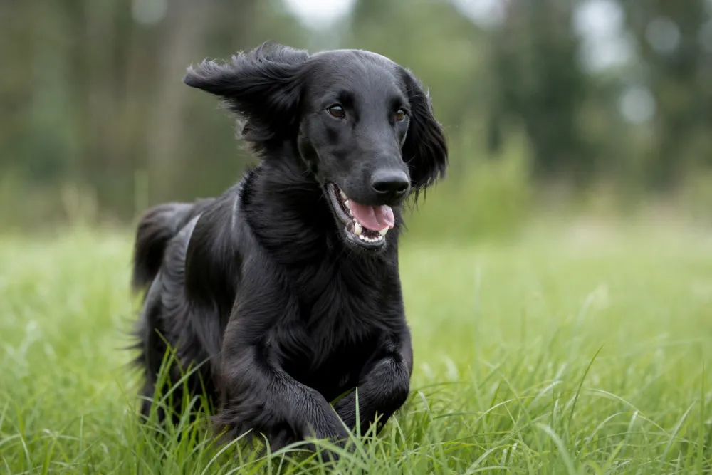 Flat-Coated Retriever noir courant dans l'herbe, illustration de race