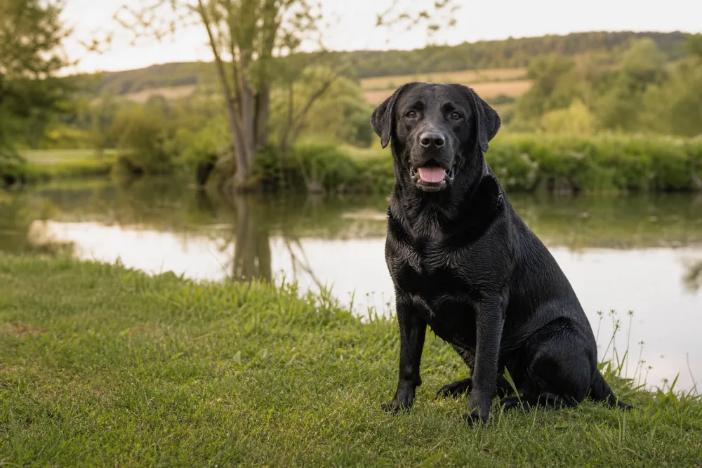 Labrador Retriever noir au bord d'un étang, illustration de race