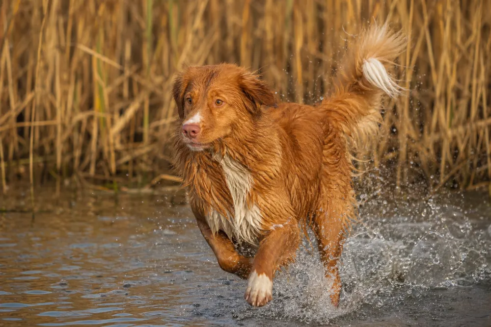 Retriever de la Nouvelle-Écosse roux rapportant dans l'eau, illustration de race