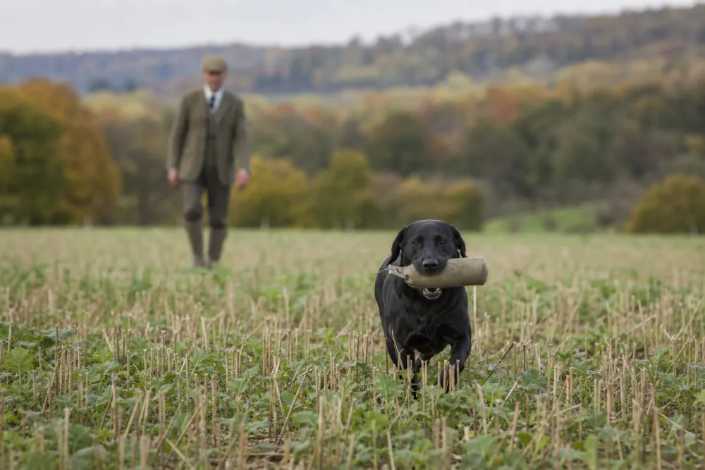 Illustration d’un retriever noir avançant dans un champ avec un objet en gueule
