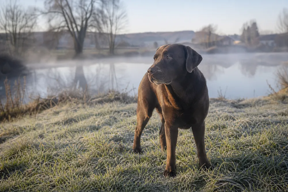 Retriever attentif dehors, illustration éditoriale d'une activité partagée